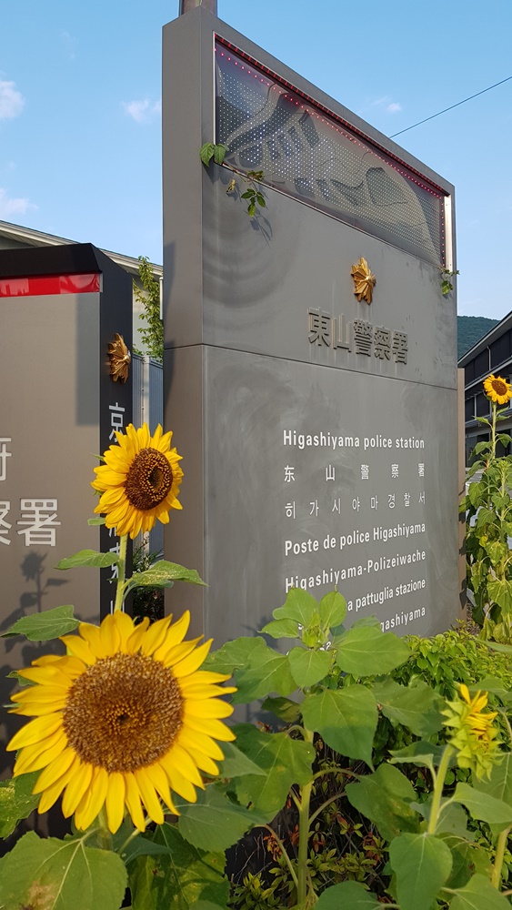 Tournesols devant la Police Station