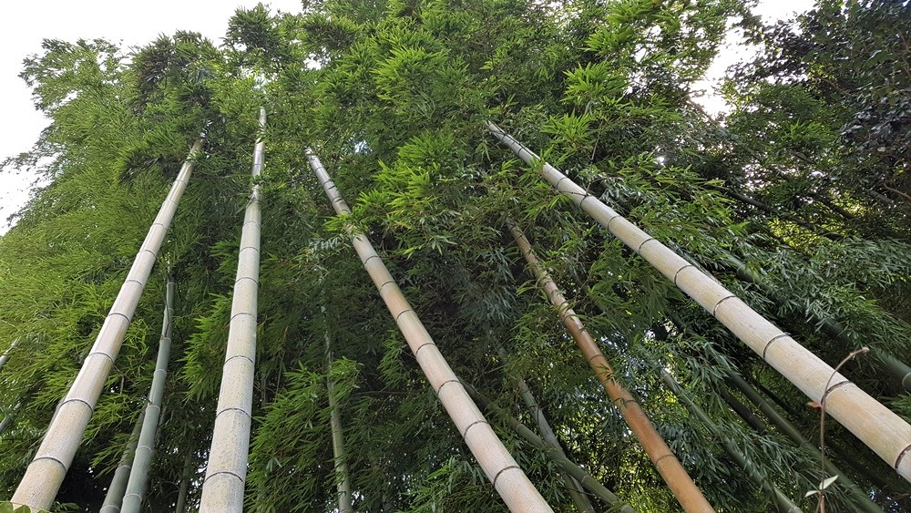 Forêt de bambous Arashiyama