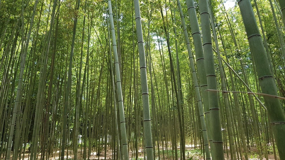 Forêt de bambous Arashiyama