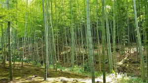 Lire la suite à propos de l’article JOUR 10 – Kyoto – Arashiyama