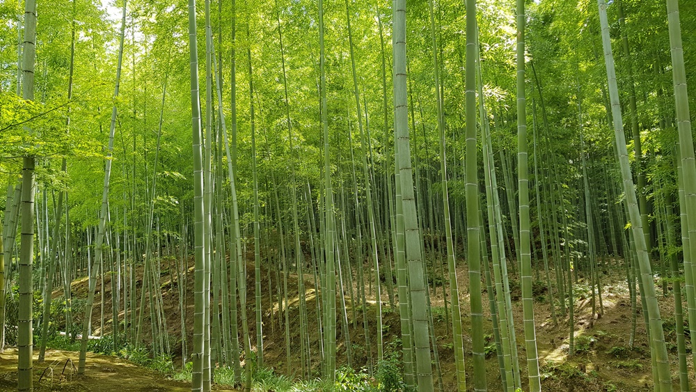 Forêt de bambous Arashiyama