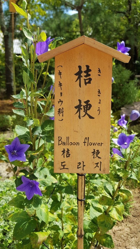 Jardins du temple Tenryu-ji