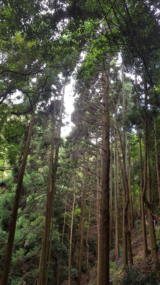 Sentier menant au mont Iwata