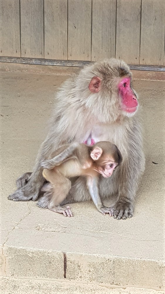 Macaque du mont Iwata