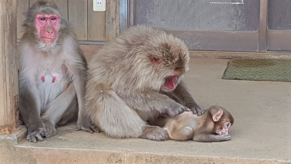 Macaque du mont Iwata