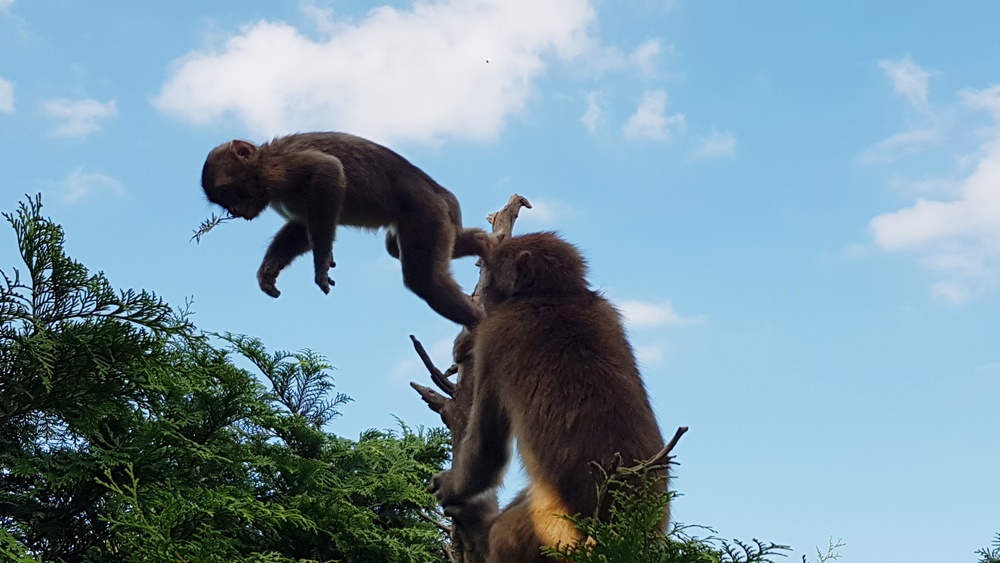 Macaque du mont Iwata