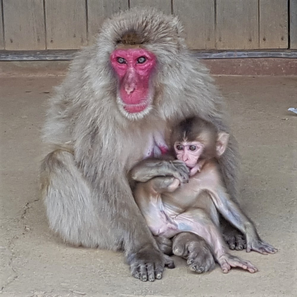 Macaque du mont Iwata