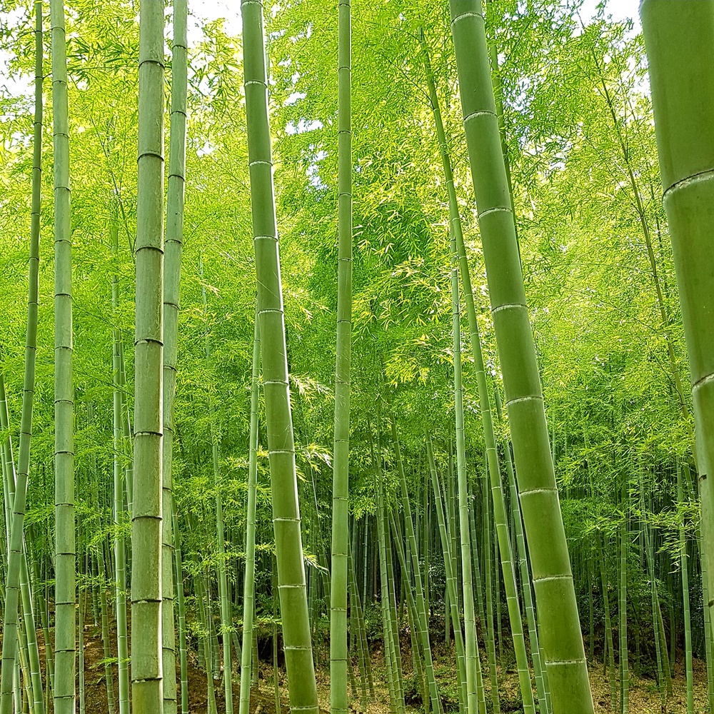 Forêt de bambous Arashiyama