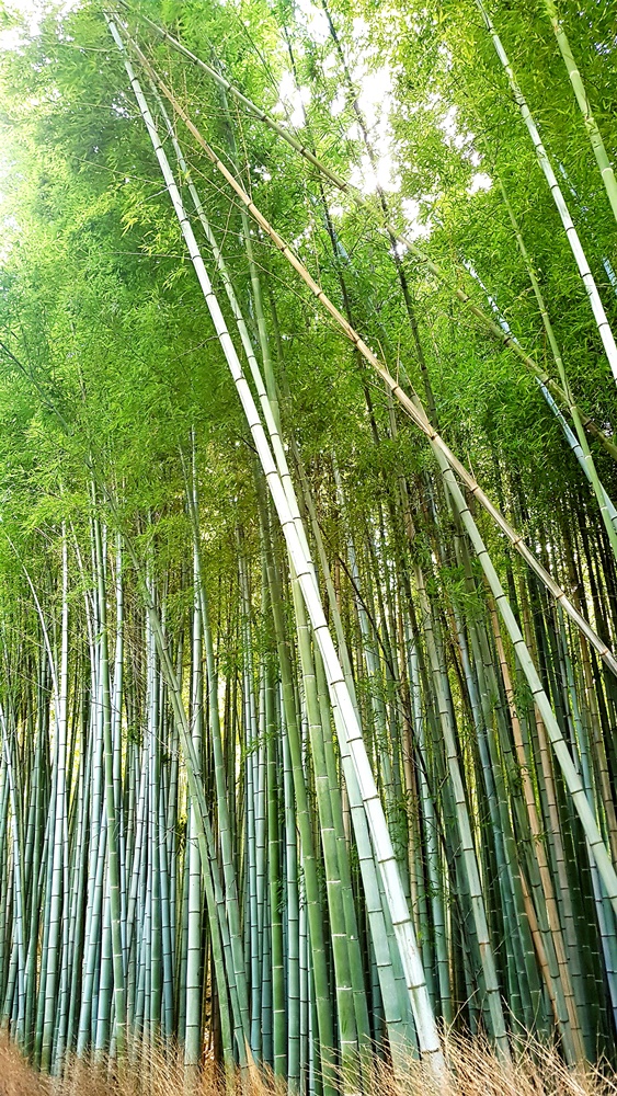 Forêt de bambous Arashiyama