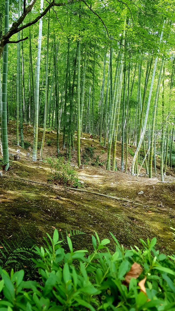 Forêt de bambous Arashiyama