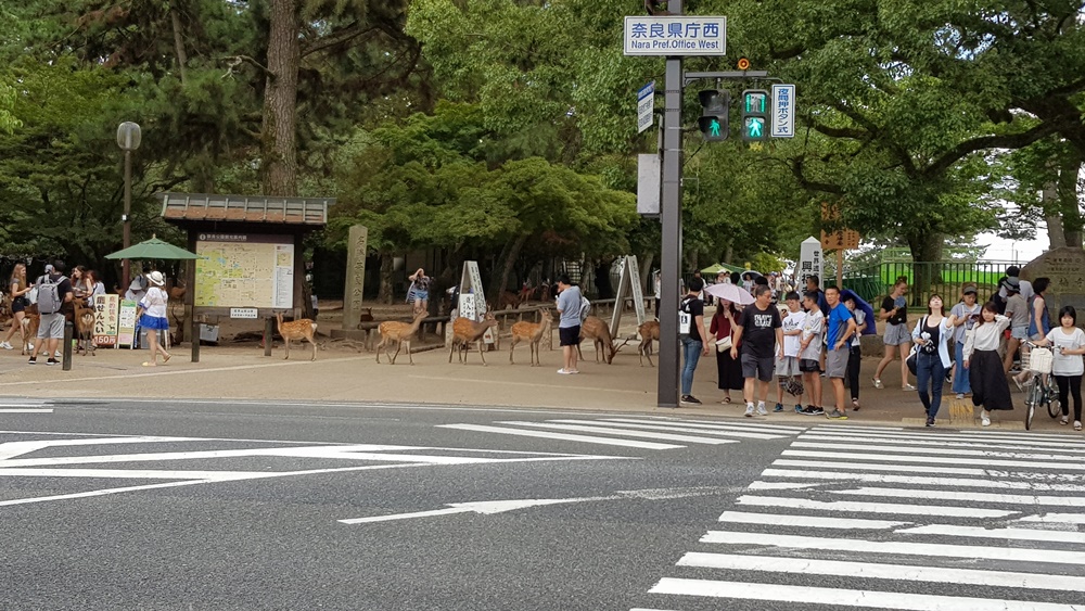 Les cerfs du Parc de Nara