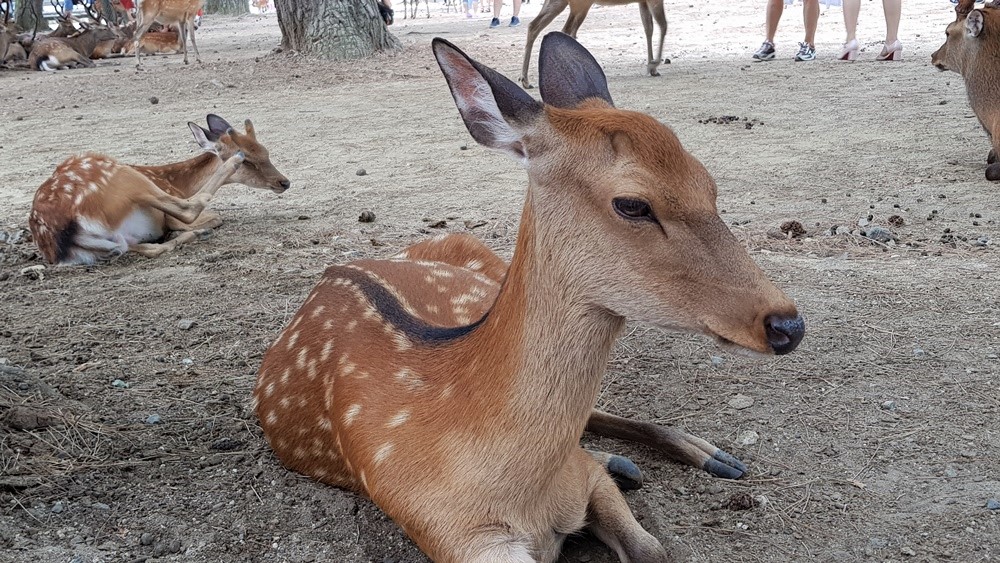 Les cerfs du Parc de Nara