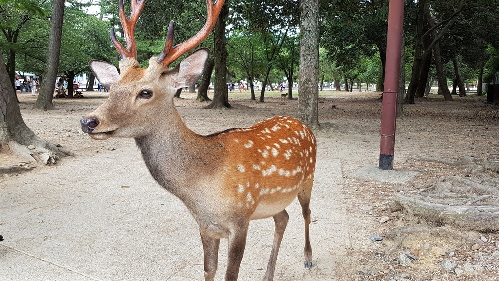 Les cerfs du Parc de Nara