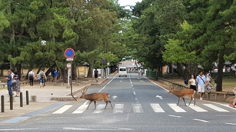 Les cerfs du Parc de Nara