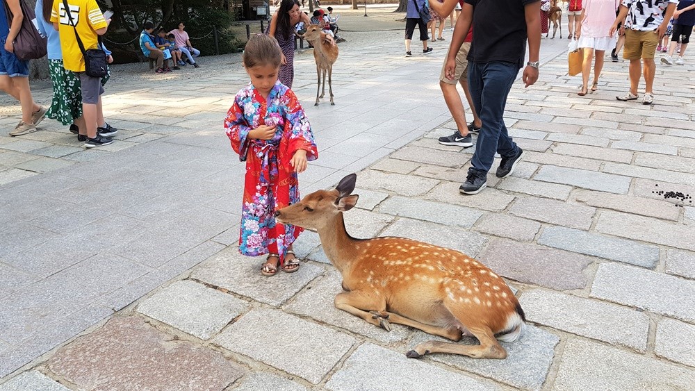 Les cerfs du Parc de Nara
