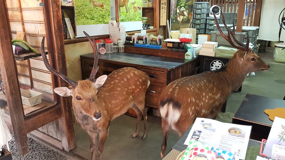 Les cerfs du Parc de Nara